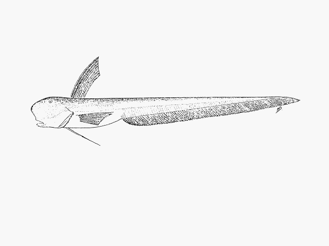 Ateleopus natalensis