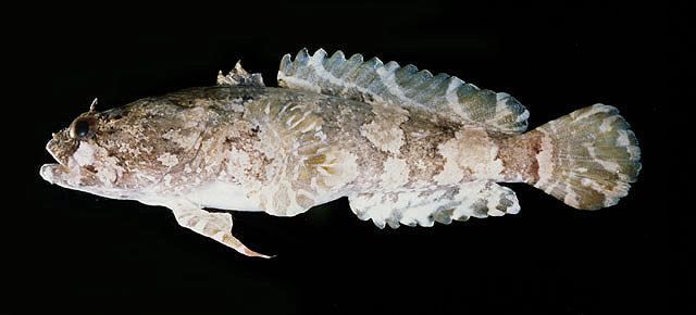 Colletteichthys occidentalis