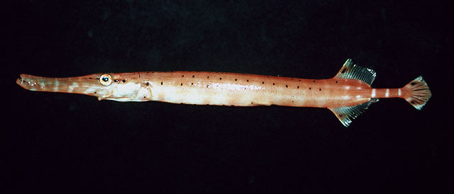 Aulostomus maculatus