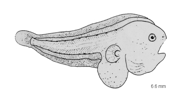 Austroglossus microlepis