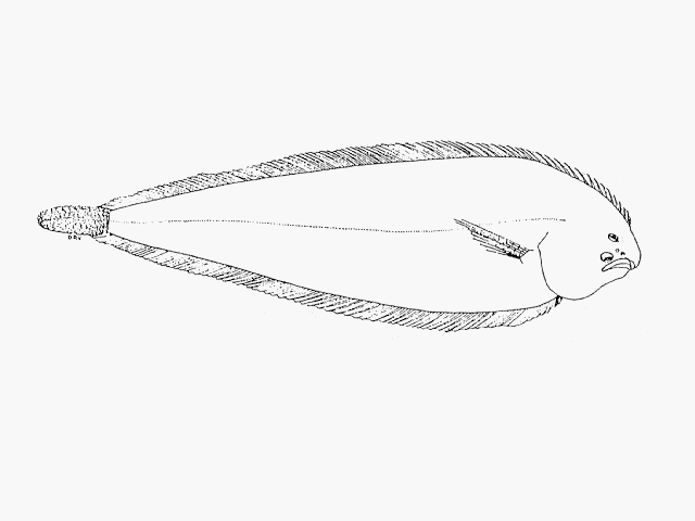 Austroglossus microlepis