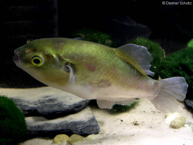 Greenbottle pufferfish