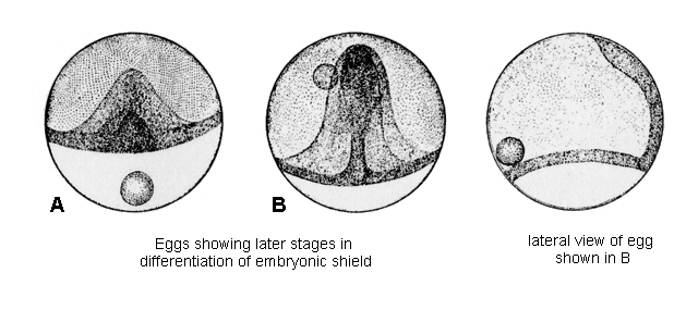 Bairdiella chrysoura