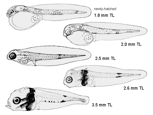 Bairdiella chrysoura