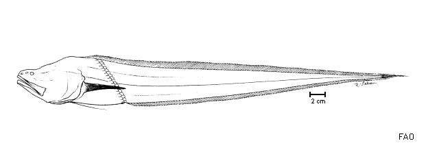 Bassozetus elongatus