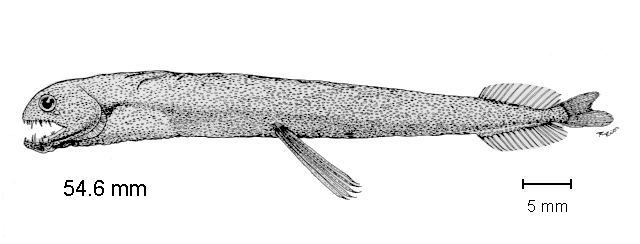 Bathophilus filifer