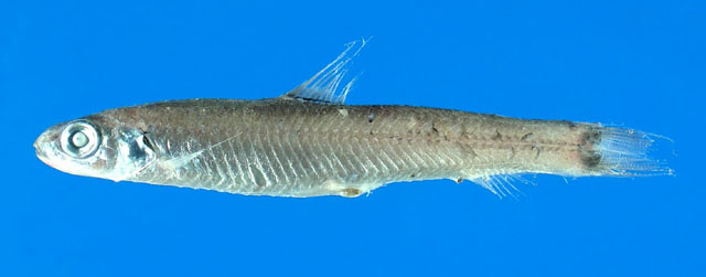 Bathylagichthys greyae