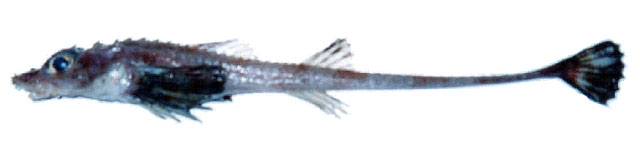 Bathyagonus nigripinnis