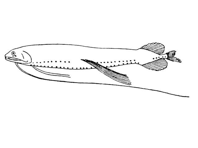 Bathophilus pawneei