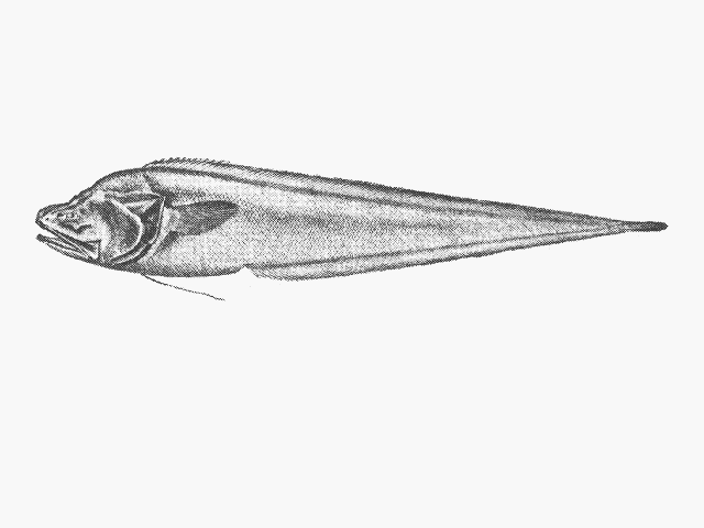 Robust assfish