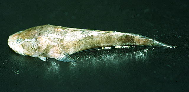 Batrachoides surinamensis