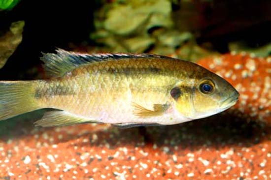 Benitochromis nigrodorsalis