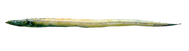 Benthodesmus tenuis