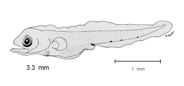 Bolinichthys longipes