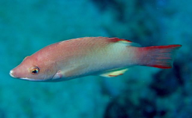 Bay of Bengal hogfish