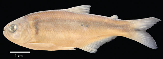 Bryconamericus arilepis