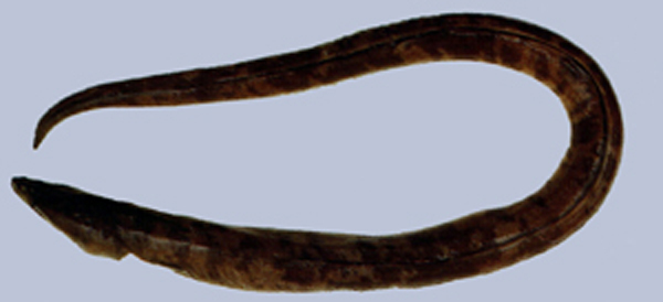 Brachysomophis cirrocheilos