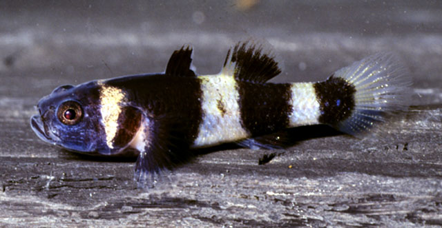 Brachygobius doriae