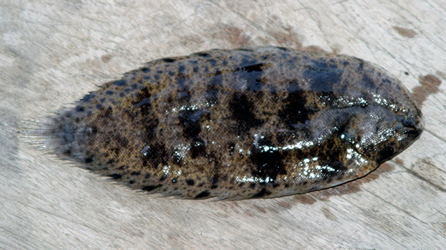 Brachirus panoides