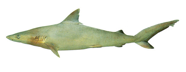 Carcharhinus acronotus