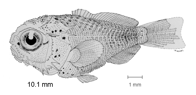 Caulolatilus affinis