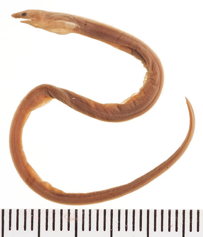Callechelys catostoma