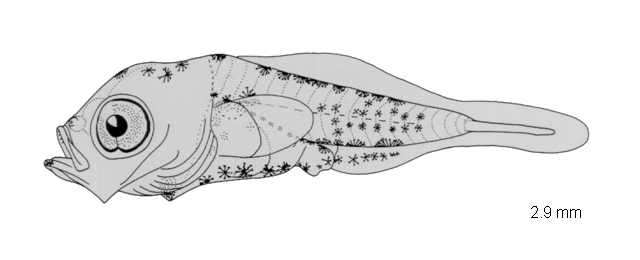 Callionymus decoratus