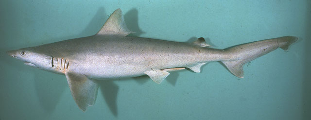 Whitecheek shark