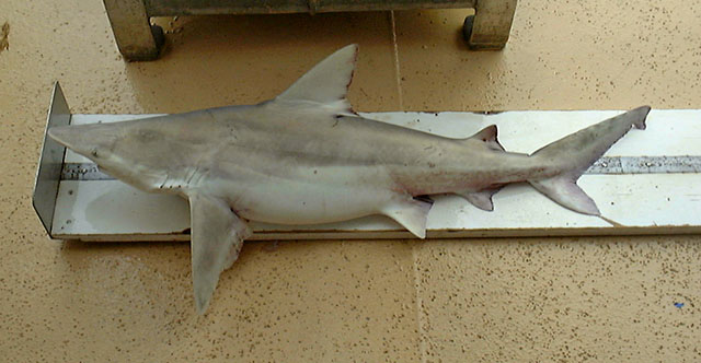 Carcharhinus fitzroyensis