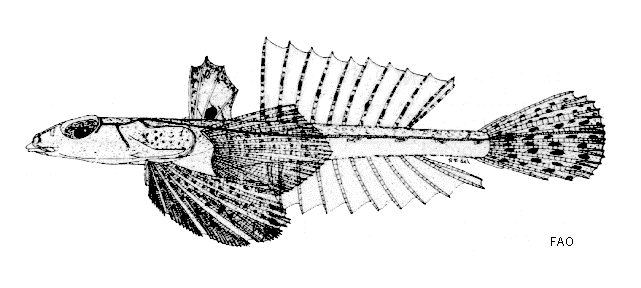 Callionymus fluviatilis