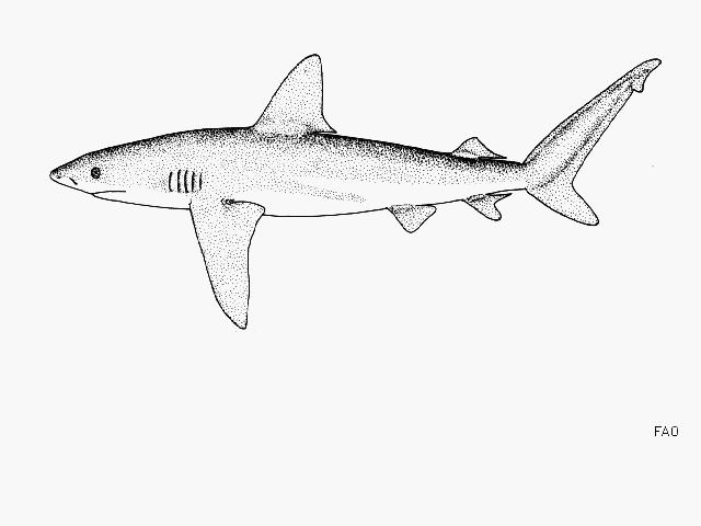 Carcharhinus galapagensis