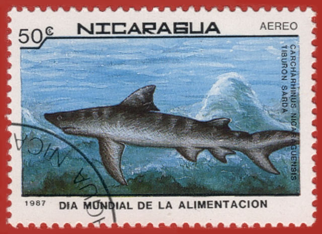 Carcharhinus leucas