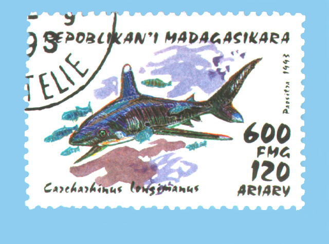 Carcharhinus longimanus