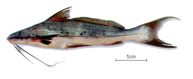 Calophysus macropterus