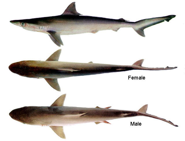 Carcharhinus macloti