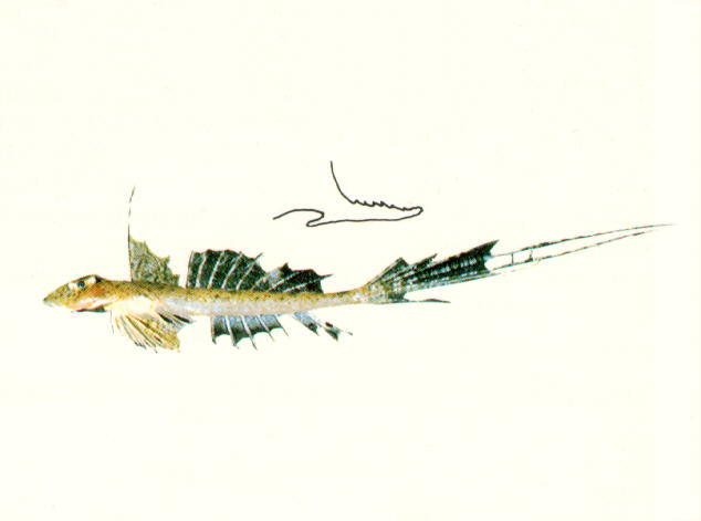 Callionymus australis