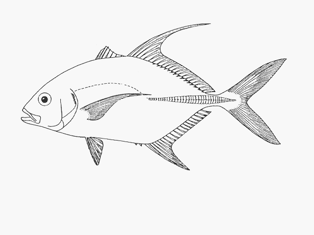 Carangichthys oblongus