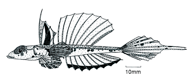 Callionymus petersi