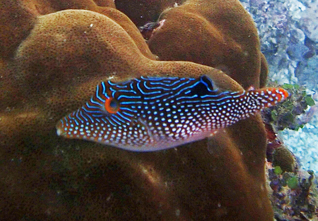 Canthigaster petersii