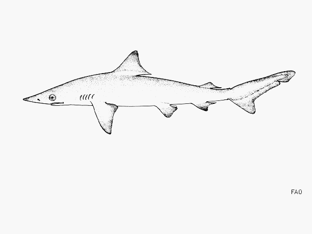 Carcharhinus porosus