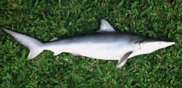 Carcharhinus porosus