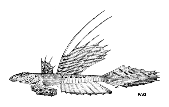 Callionymus pusillus