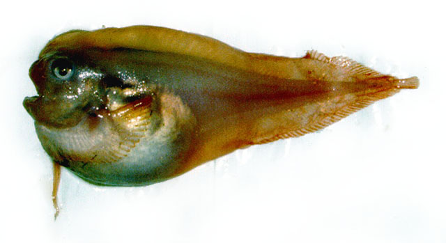 Careproctus reinhardti