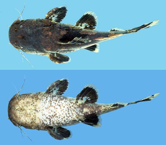 Cephalosilurus albomarginatus