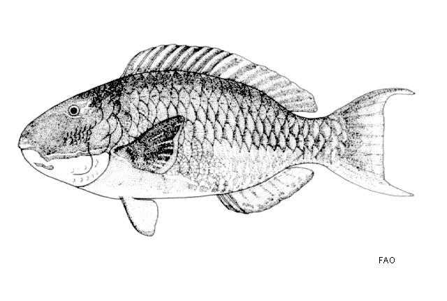 Cetoscarus bicolor