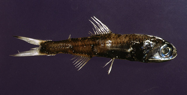 Resultado de imagen de Ceratoscopelus maderensis