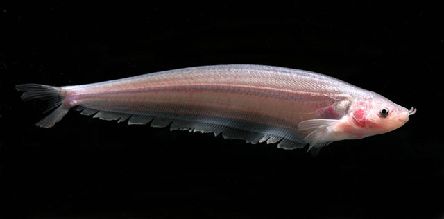 Club-barbel sheatfish