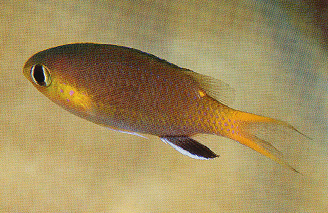 Pycnochromis acares