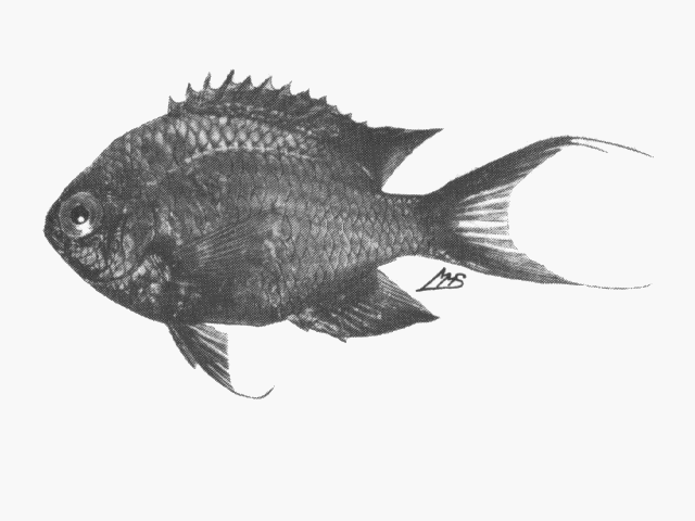 Pycnochromis agilis