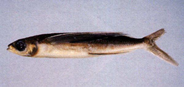 Cheilopogon arcticeps